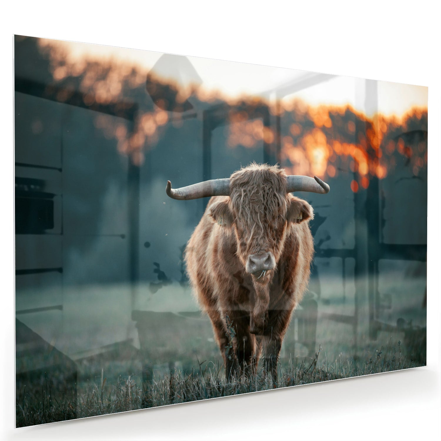Glazen schilderij van een Schotse Hooglander in een natuurlijke setting.