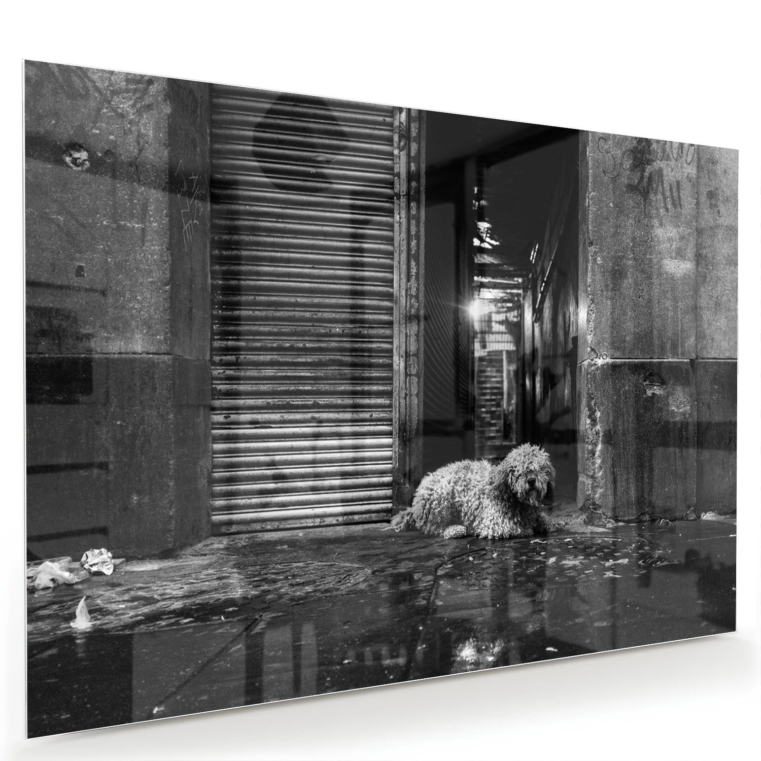Zwart-wit glazen schilderij van een hond in een regenachtige straat