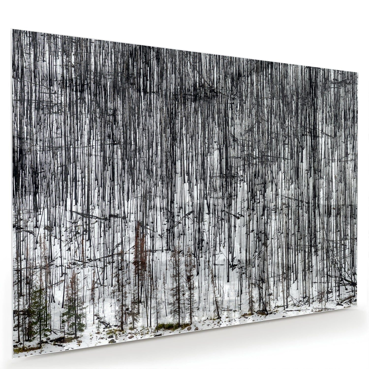 Minimalistisch glazen schilderij met een boslandschap, perfect voor moderne interieurs.