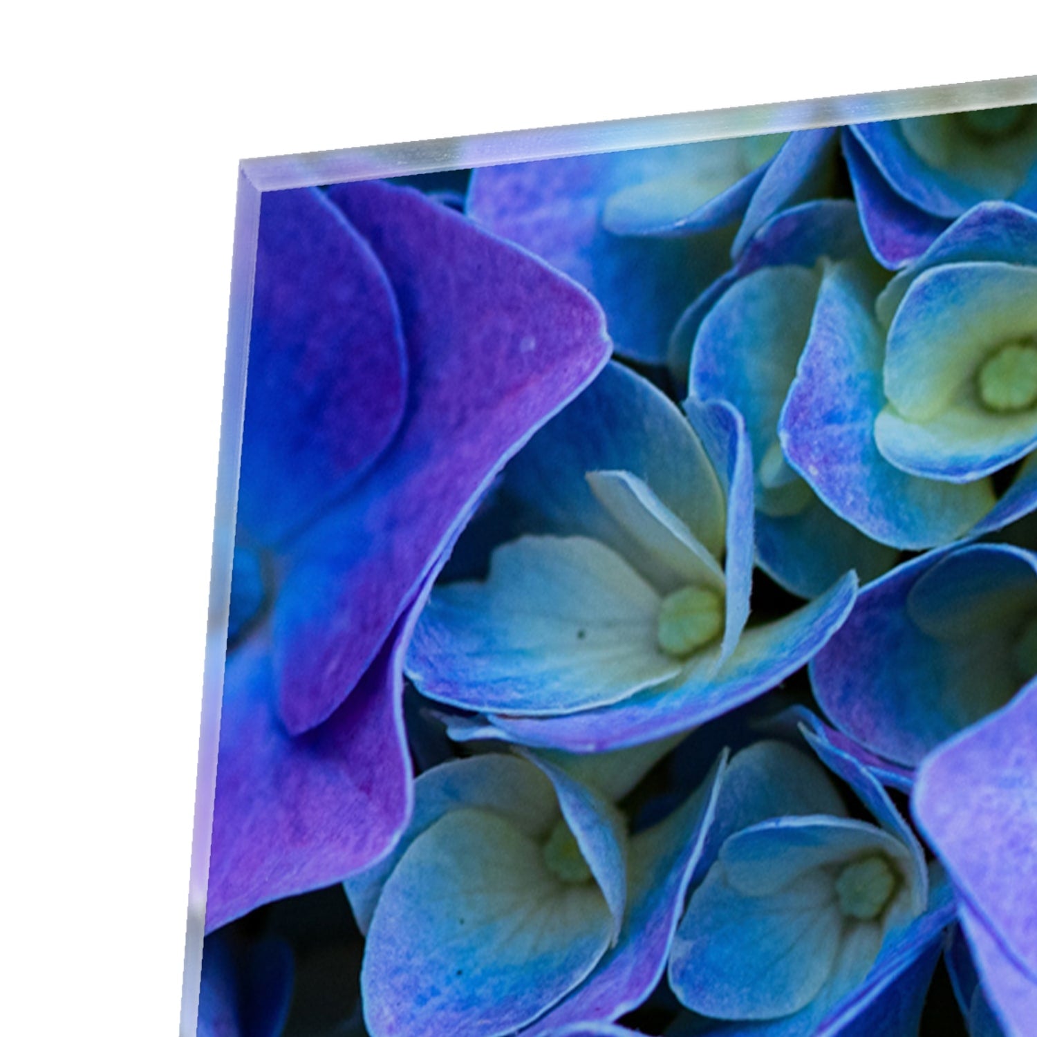 Glas schilderij met mooie blauwe bloemen aan de muur