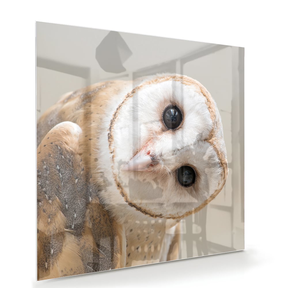 Glazen schilderij van een nieuwsgierige uil aan de muur in een moderne interieursetting.