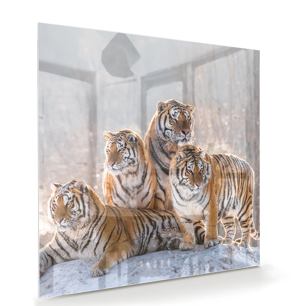 Glazen schilderij met drie tijgers in een moderne woonkamer.