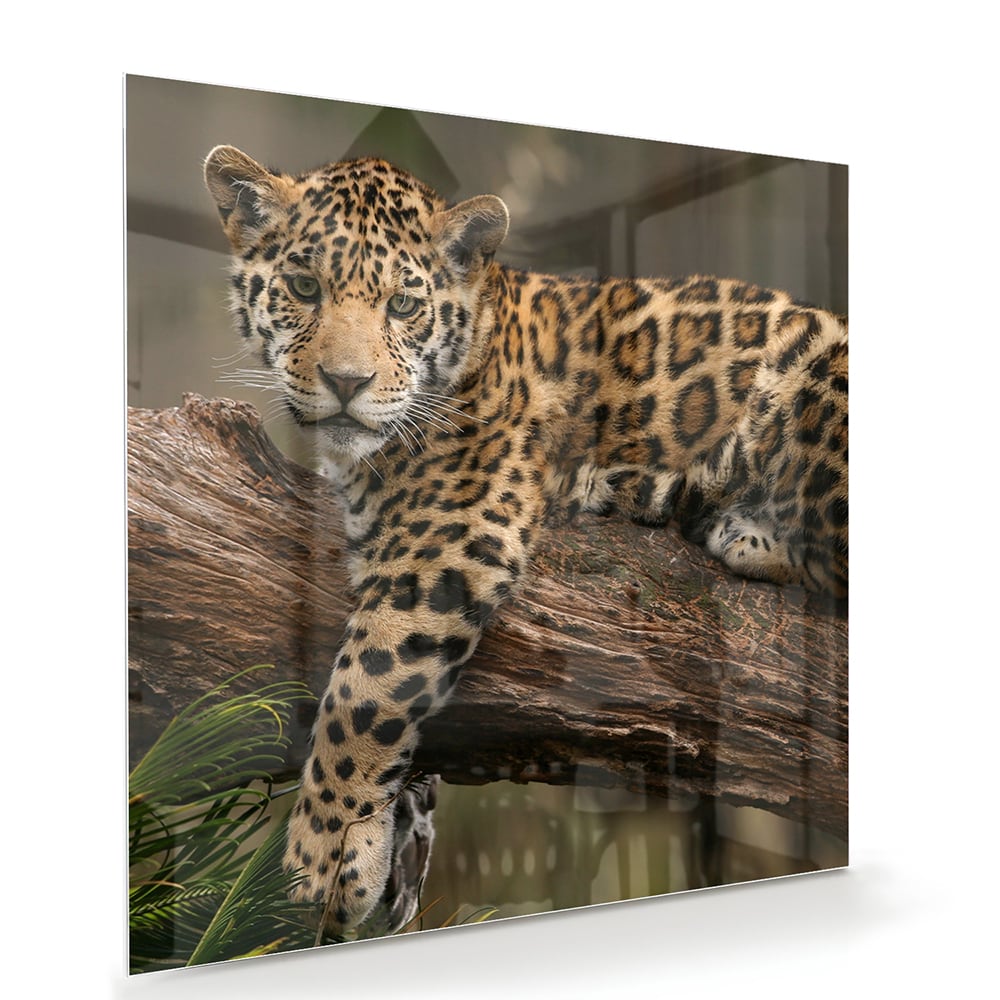 Glas schilderij van een jaguar die op een tak ligt, met een natuurlijke achtergrond.