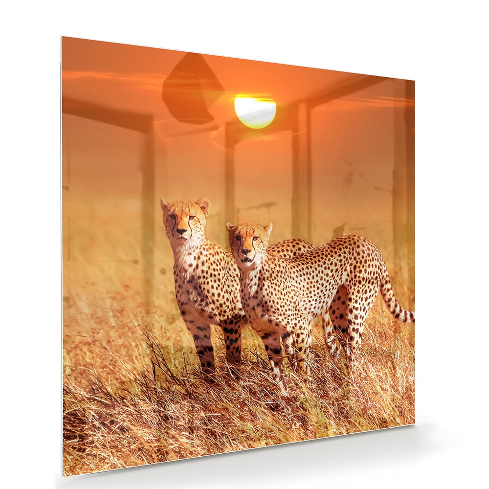 Glazen schilderij van twee cheeta's in een gouden savanne bij zonsondergang.