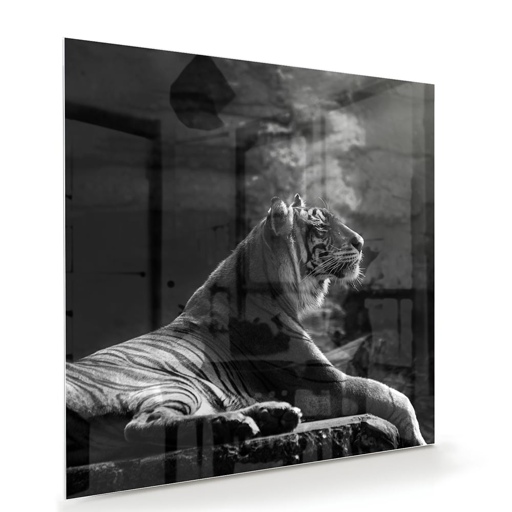 Glazen schilderij van een majestueuze tijger in zwart-wit