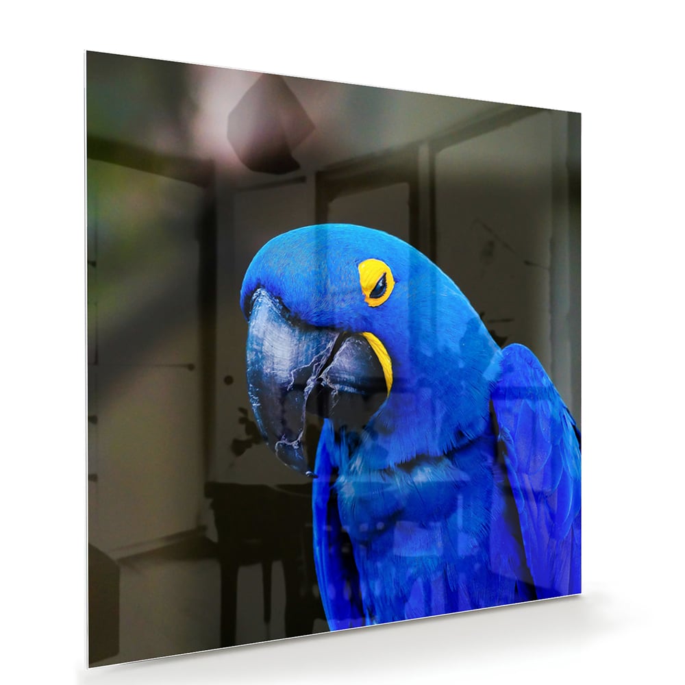 Glazen schilderij van een blauwe ara, ideaal voor wanddecoratie.