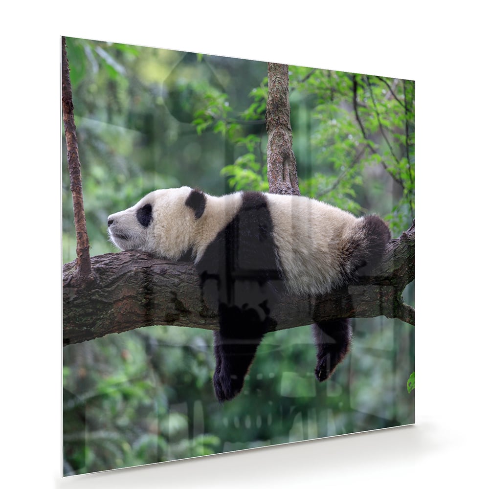 Glazen schilderij van een panda die ontspannen op een tak ligt.