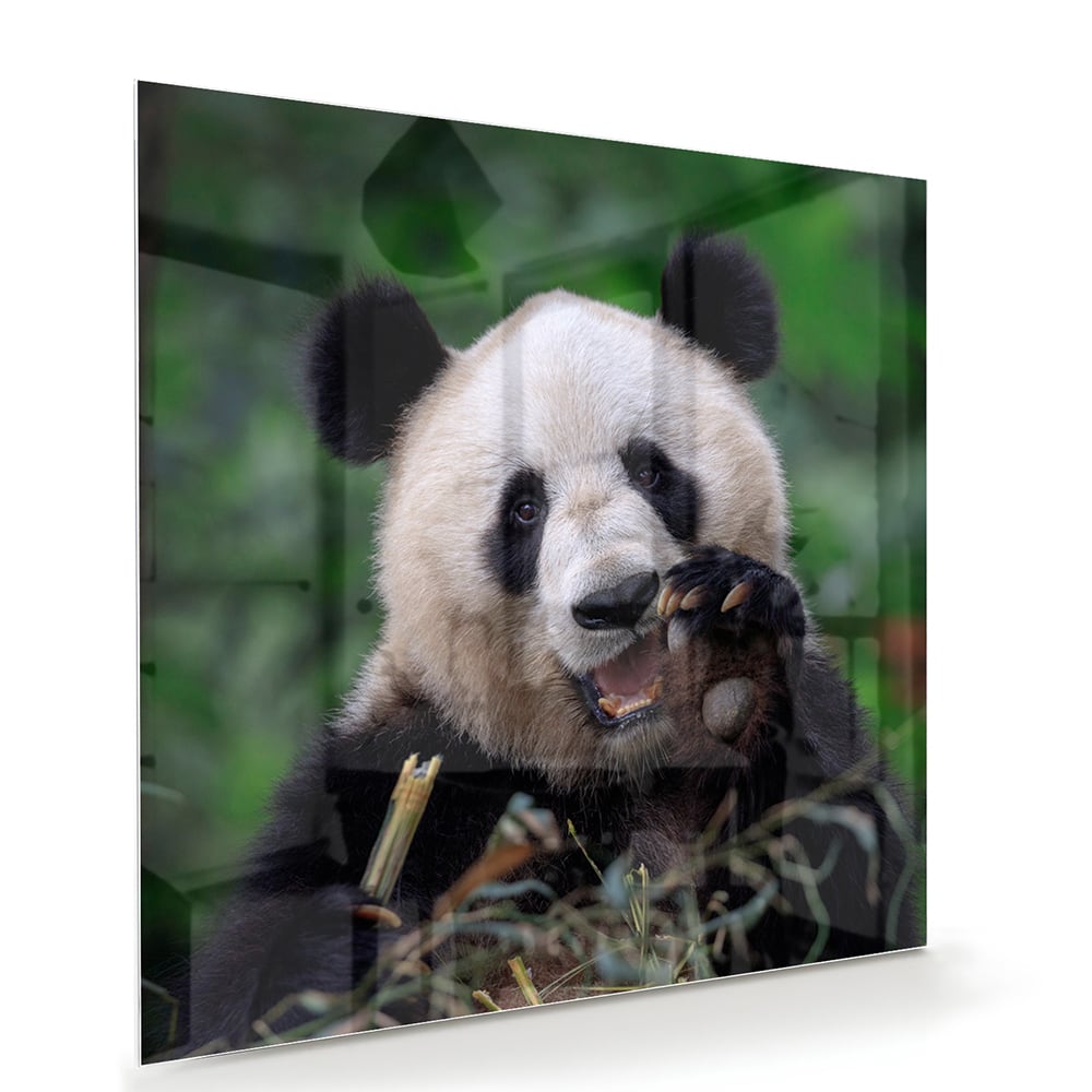 Glazen schilderij met een panda in een groene omgeving, perfect voor mooie interieurdecoratie.