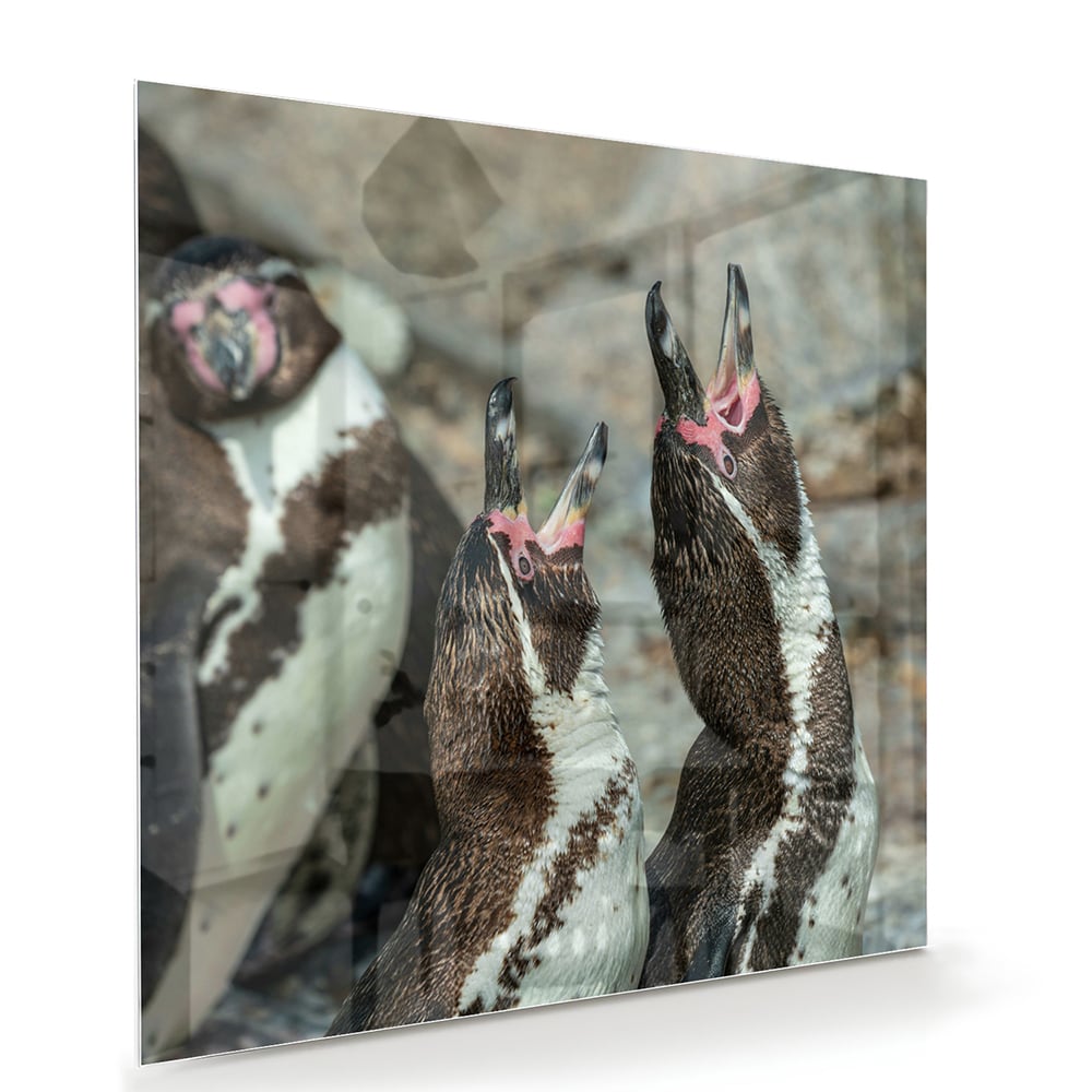 Glas schilderij met vrolijke pinguns op een muur in een modern interieur.