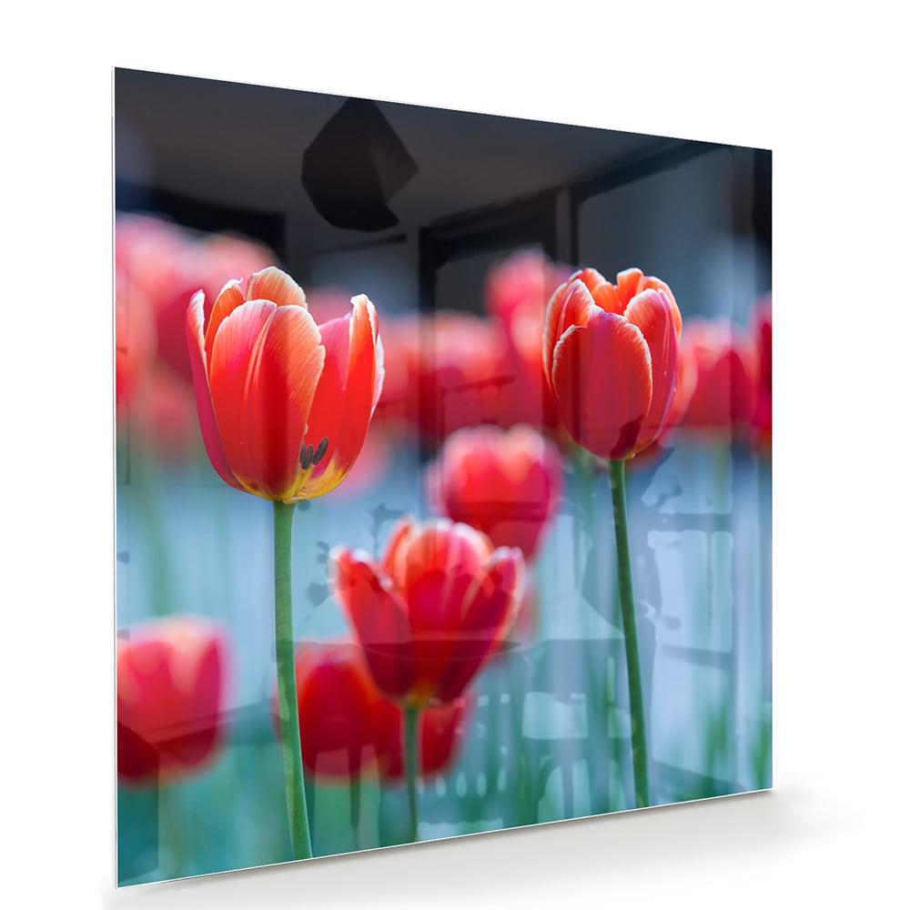 Glazen schilderij met rode tulpen op een witte muur
