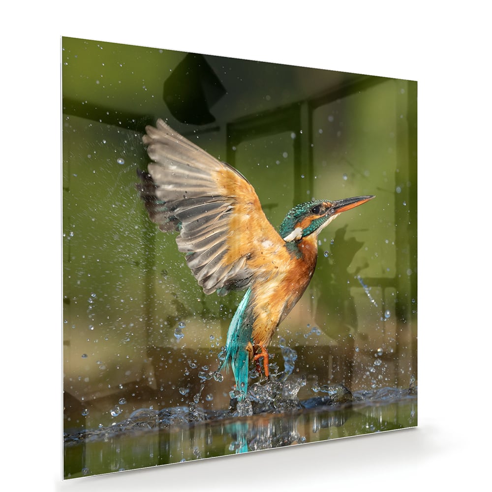 Glazen schilderij van een ijsvogel die in het water duikt