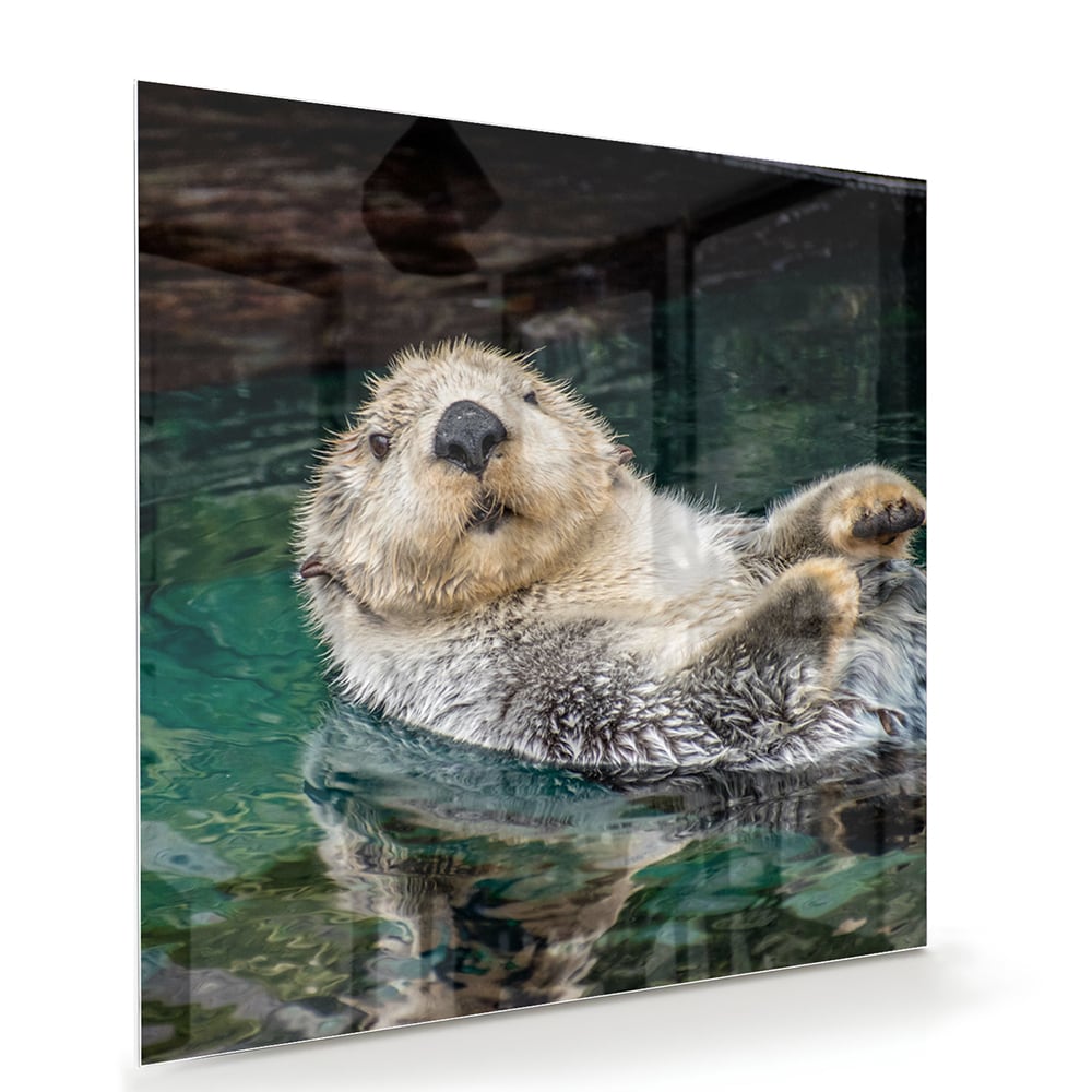 Glazen schilderij van een zeeotter die in water drijft.