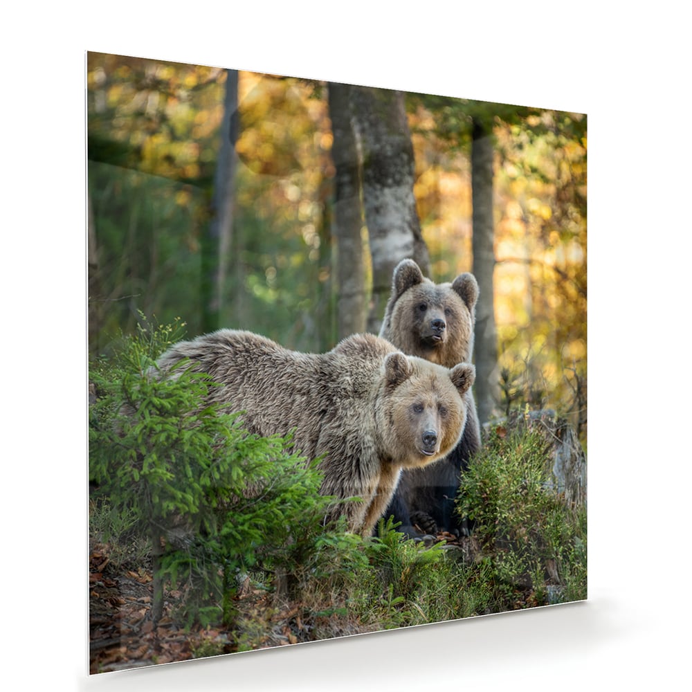 Glazen schilderij met twee schattige beren in een bosrijke omgeving