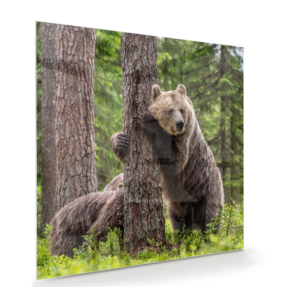 Glazen schilderij van een grizzly beer leunend tegen een boom in de natuur.