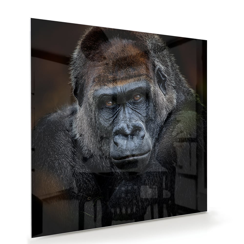 Glazen schilderij van een gorilla in een moderne woonkamer.