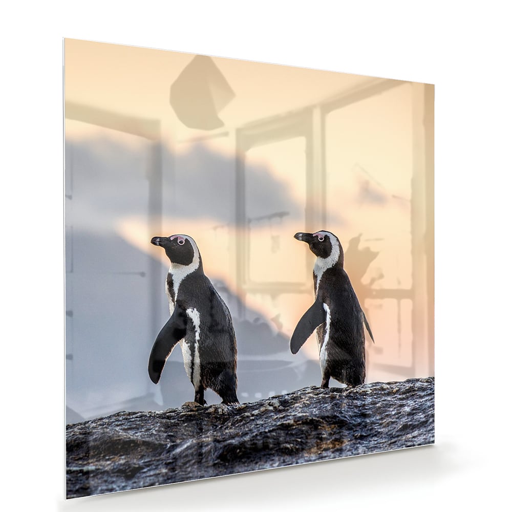 Glazen schilderij van pinguns aan zee met een zonsondergang op de achtergrond