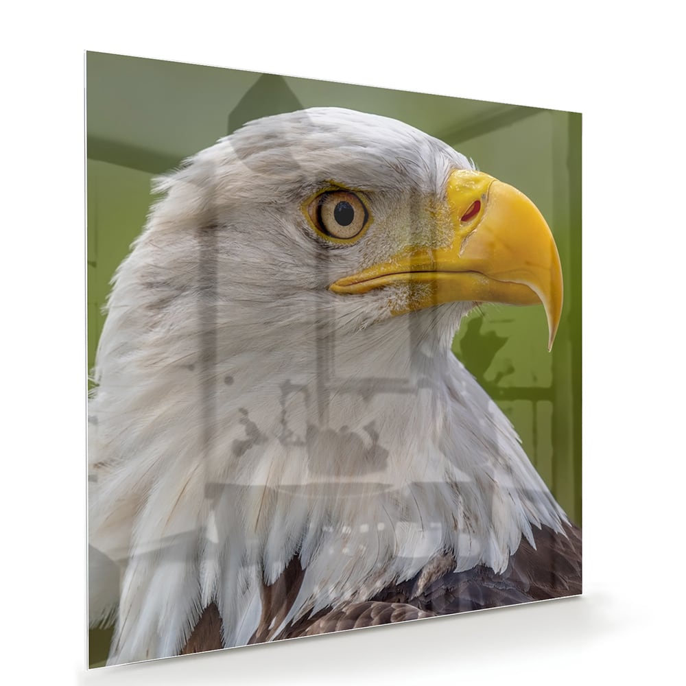 Een prachtig glazen schilderij van een Amerikaanse zeearend met een groene achtergrond.