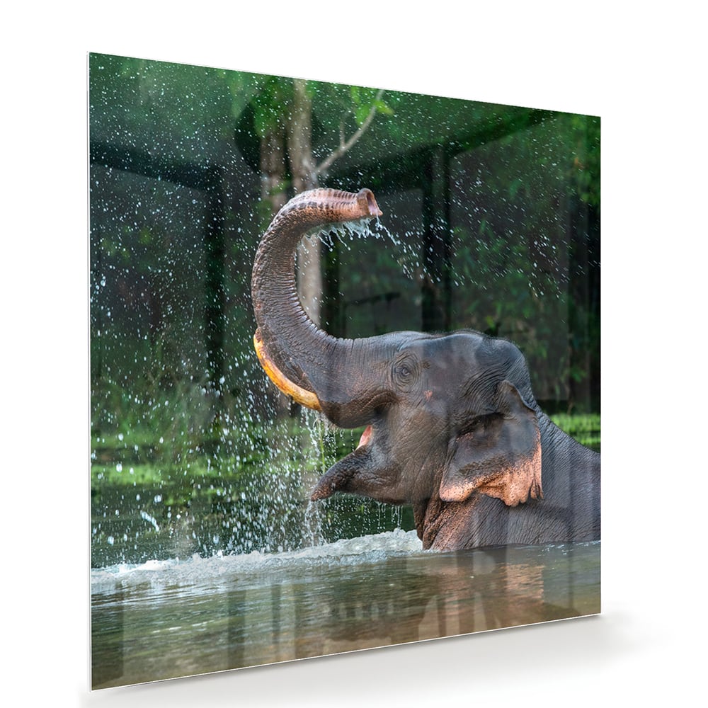 Glazen schilderij van een olifant die speelt in het water