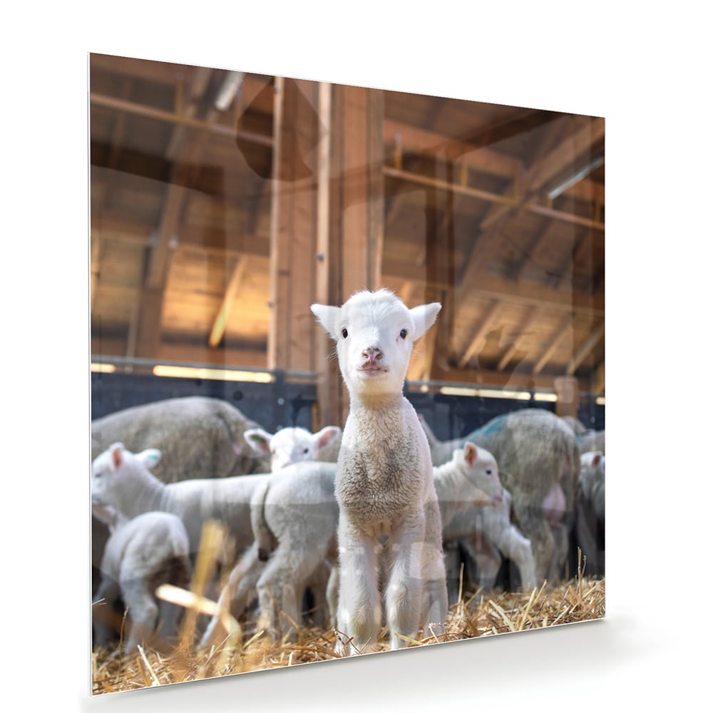 Glazen schilderij met lammetjes in een stal, perfect voor huisdecoratie.