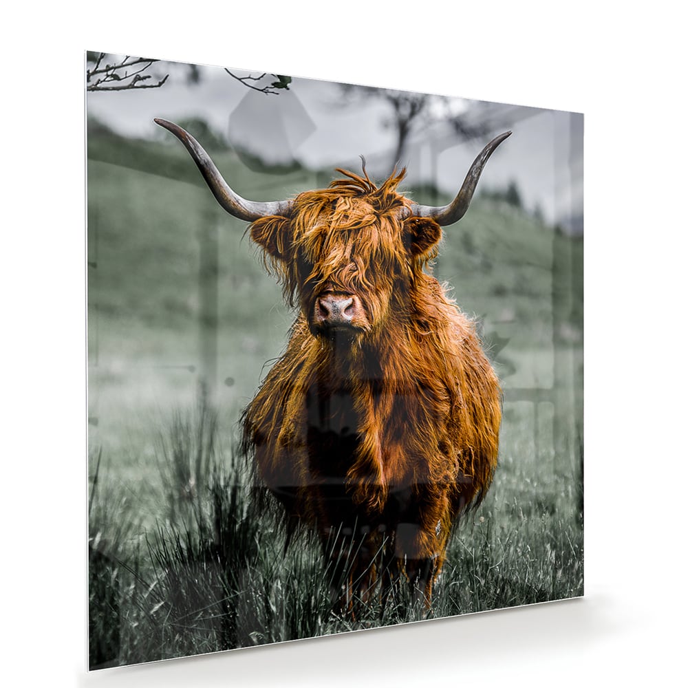 Schots Hooglander schilderij op glas in een groene omgeving.