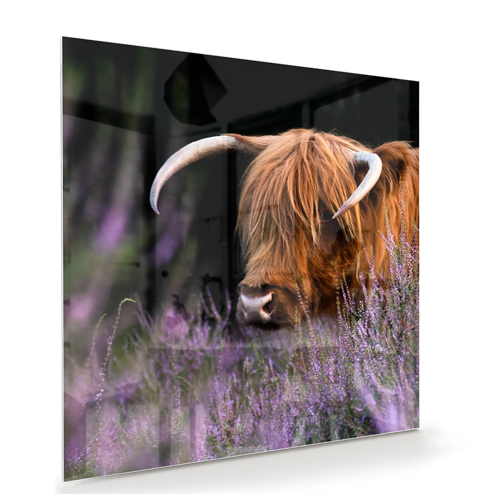 Glazen schilderij van een Schotse Hooglander met lavendel op de achtergrond.