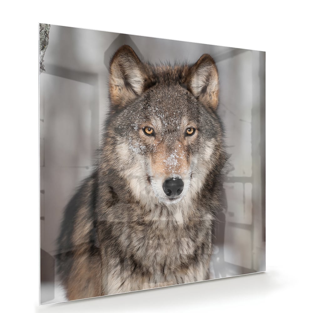 Glazen schilderij van een wolf met indrukwekkende blik in een interieur