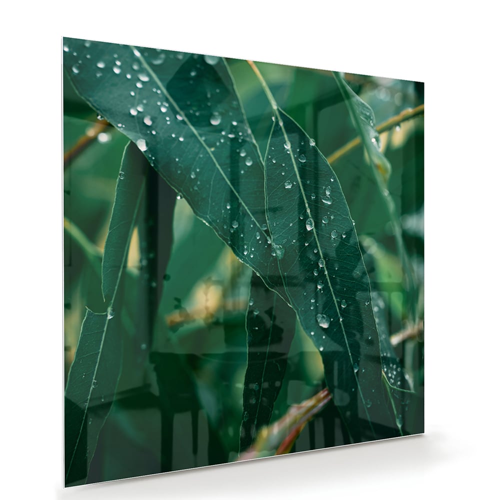 Glas schilderij van groene bladeren met dauwdruppels in een interieur