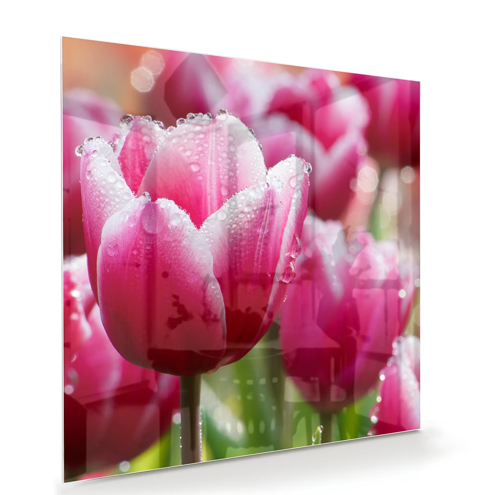 Glazen schilderij van roze tulpen met dauwdruppels, elegant en kleurig.