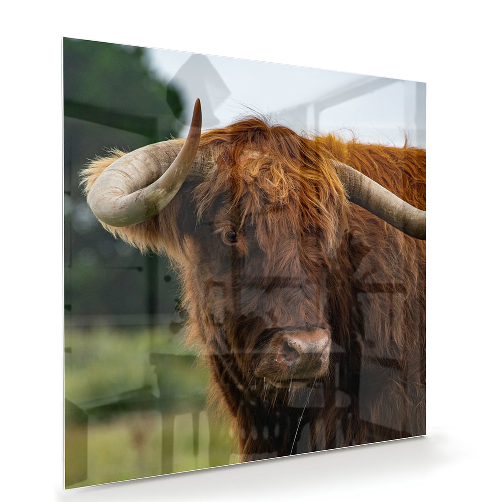 Glas schilderij van een Schotse Hooglander in een moderne woonkamer