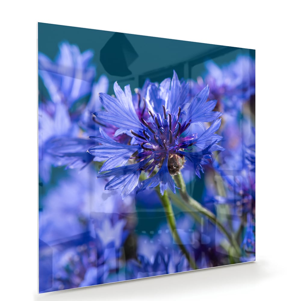 Een glazen schilderij met paarse bloemen op een witte muur, in een sfeervolle woonkamer.