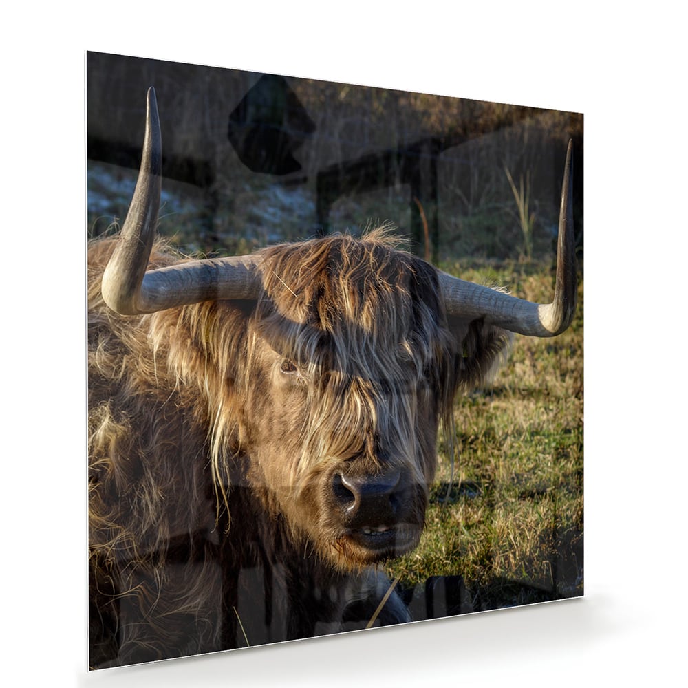 Glazen schilderij van een Highlander rund in een groene omgeving