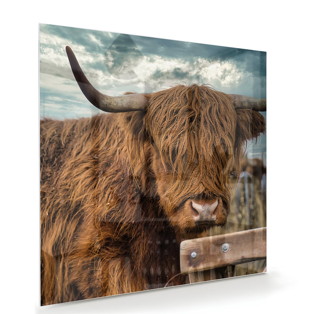 Glas schilderij van een Highlander koe met een mooie achtergrond.