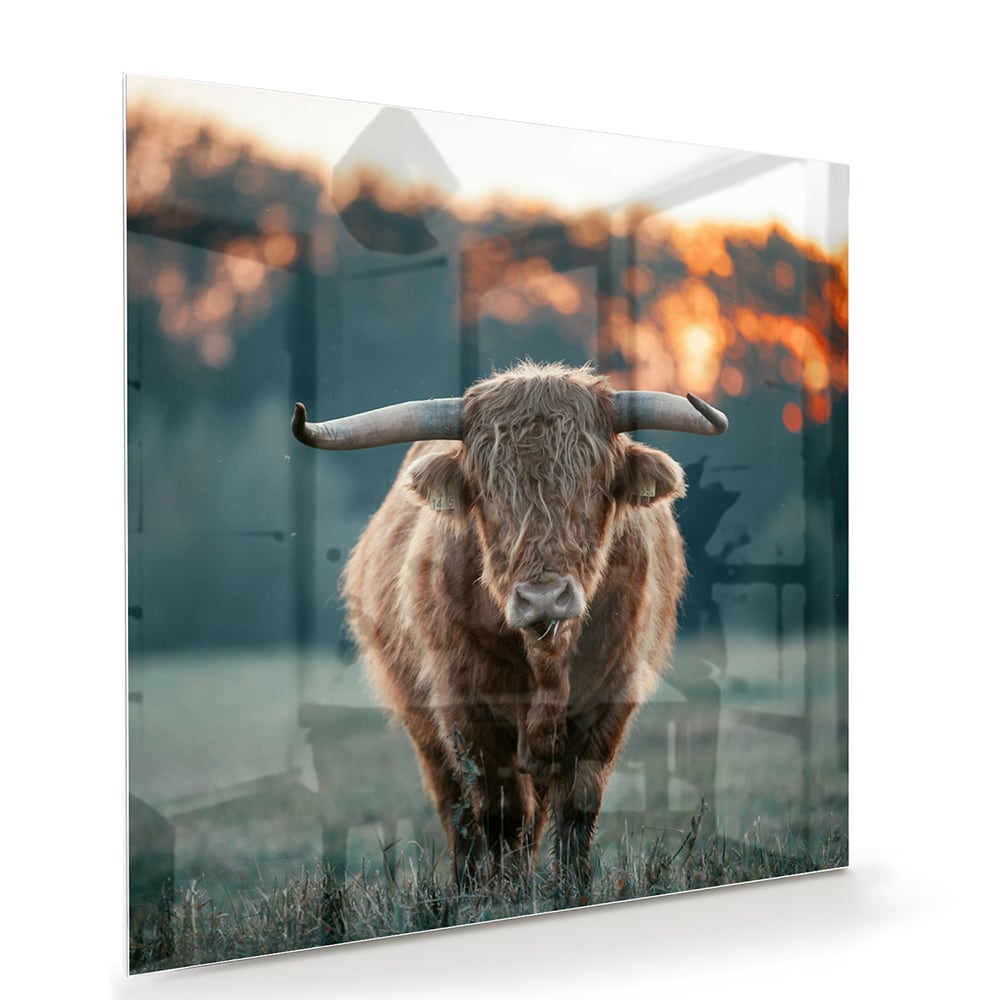 Glazen schilderij van een Schotse Hooglander in een natuurlijke setting.