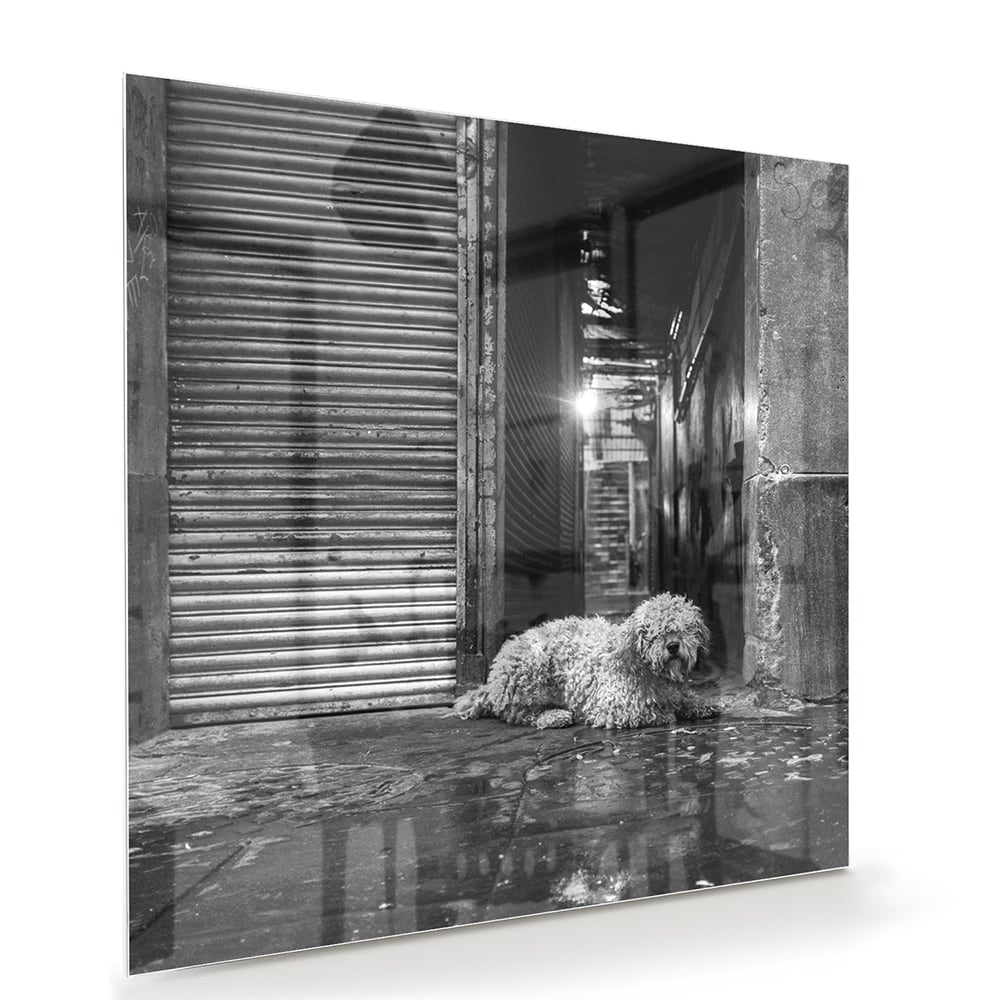 Zwart-wit glazen schilderij van een hond in een regenachtige straat