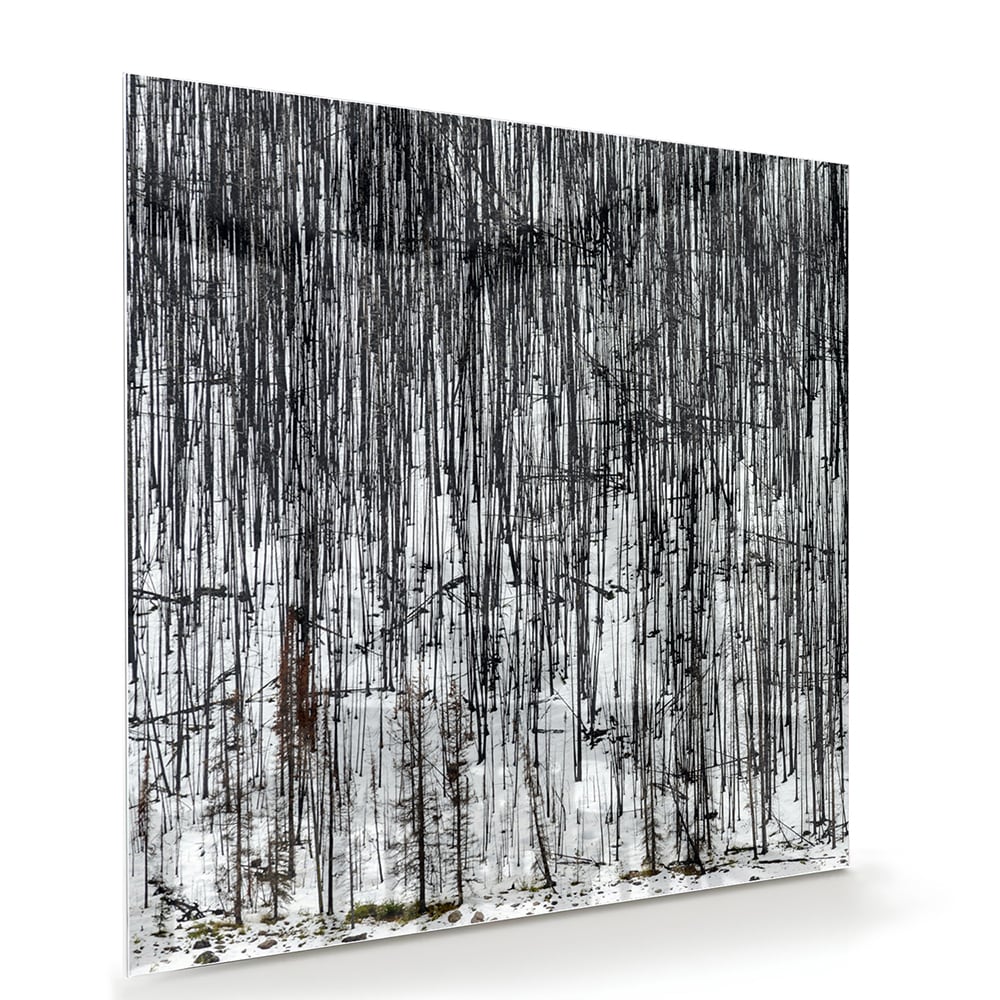 Minimalistisch glazen schilderij met een boslandschap, perfect voor moderne interieurs.