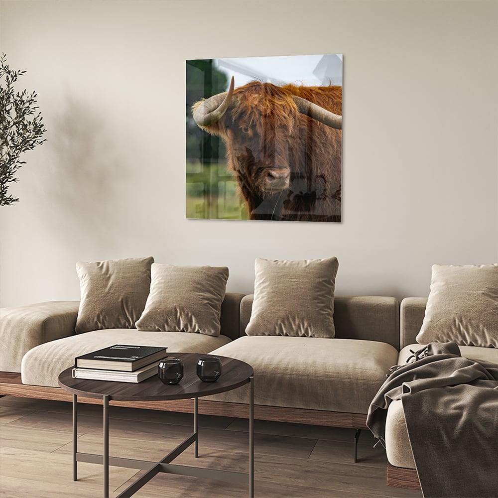 Glas schilderij van een Schotse Hooglander in een moderne woonkamer