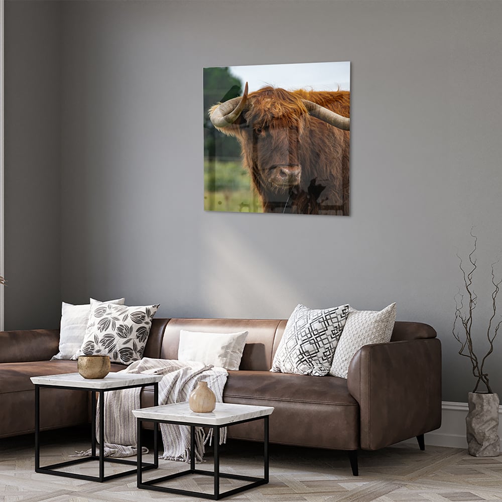 Glas schilderij van een Schotse Hooglander in een moderne woonkamer