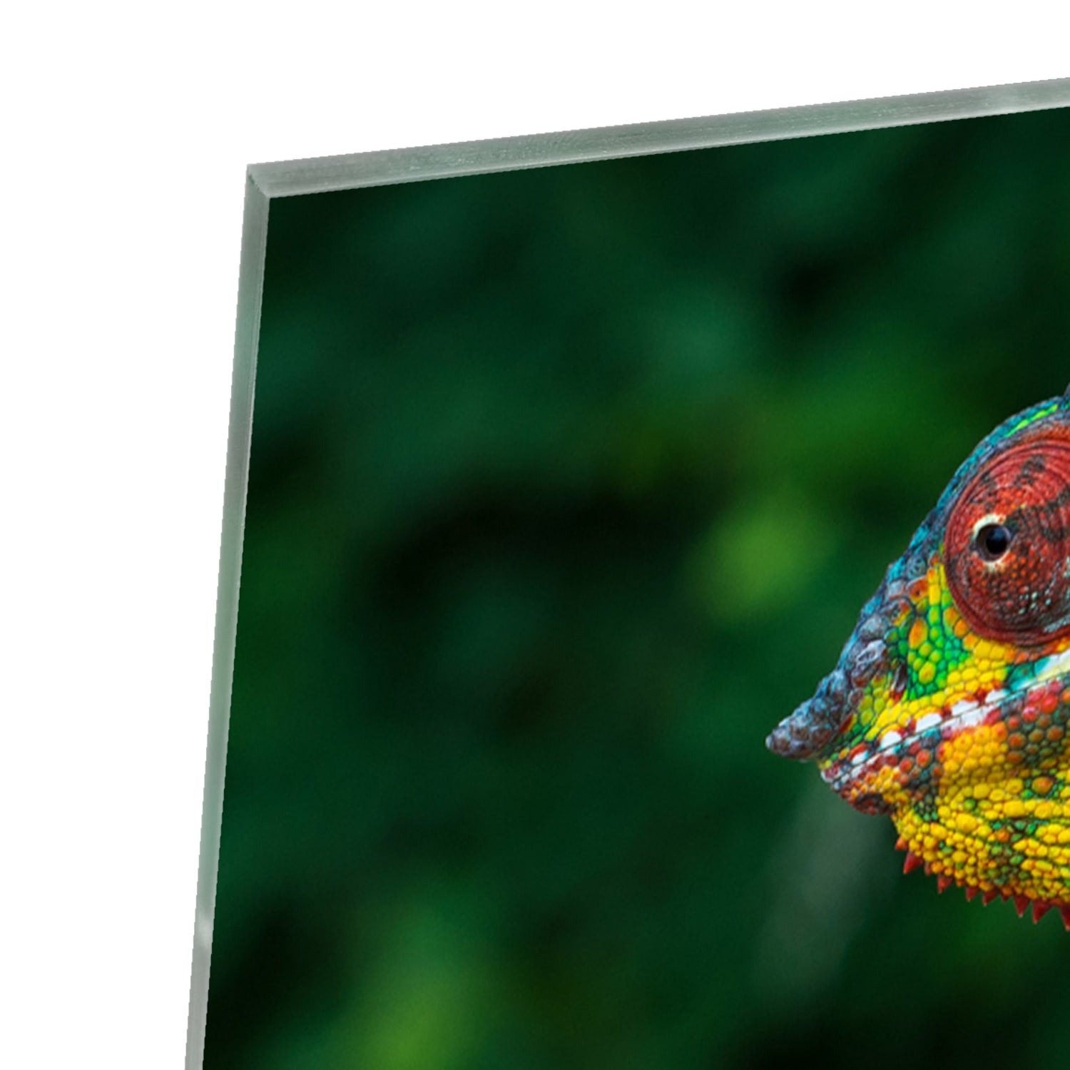 Glas schilderij van een kleurrijke kameleon op een tak met groene achtergrond.