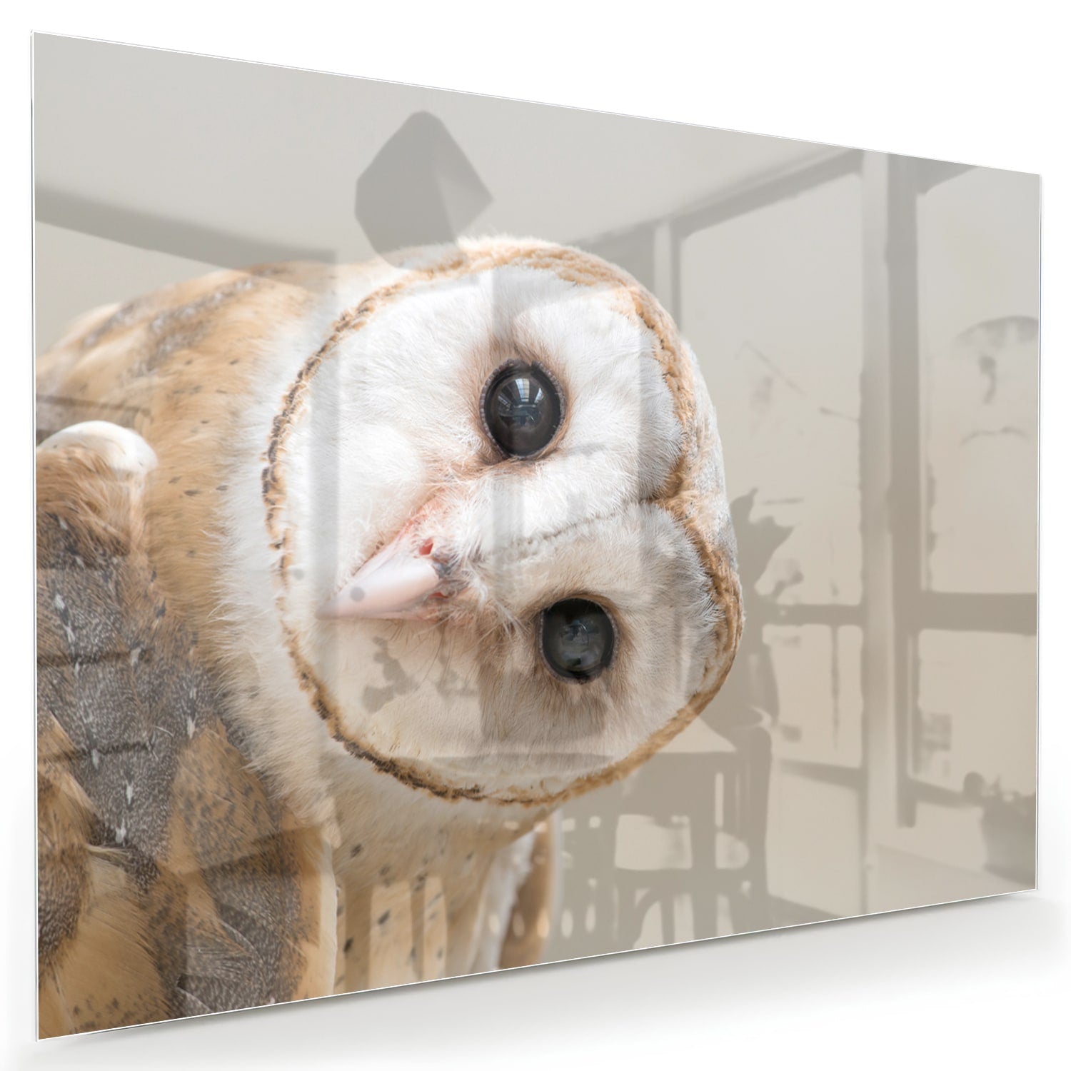 Glazen schilderij van een nieuwsgierige uil aan de muur in een moderne interieursetting.