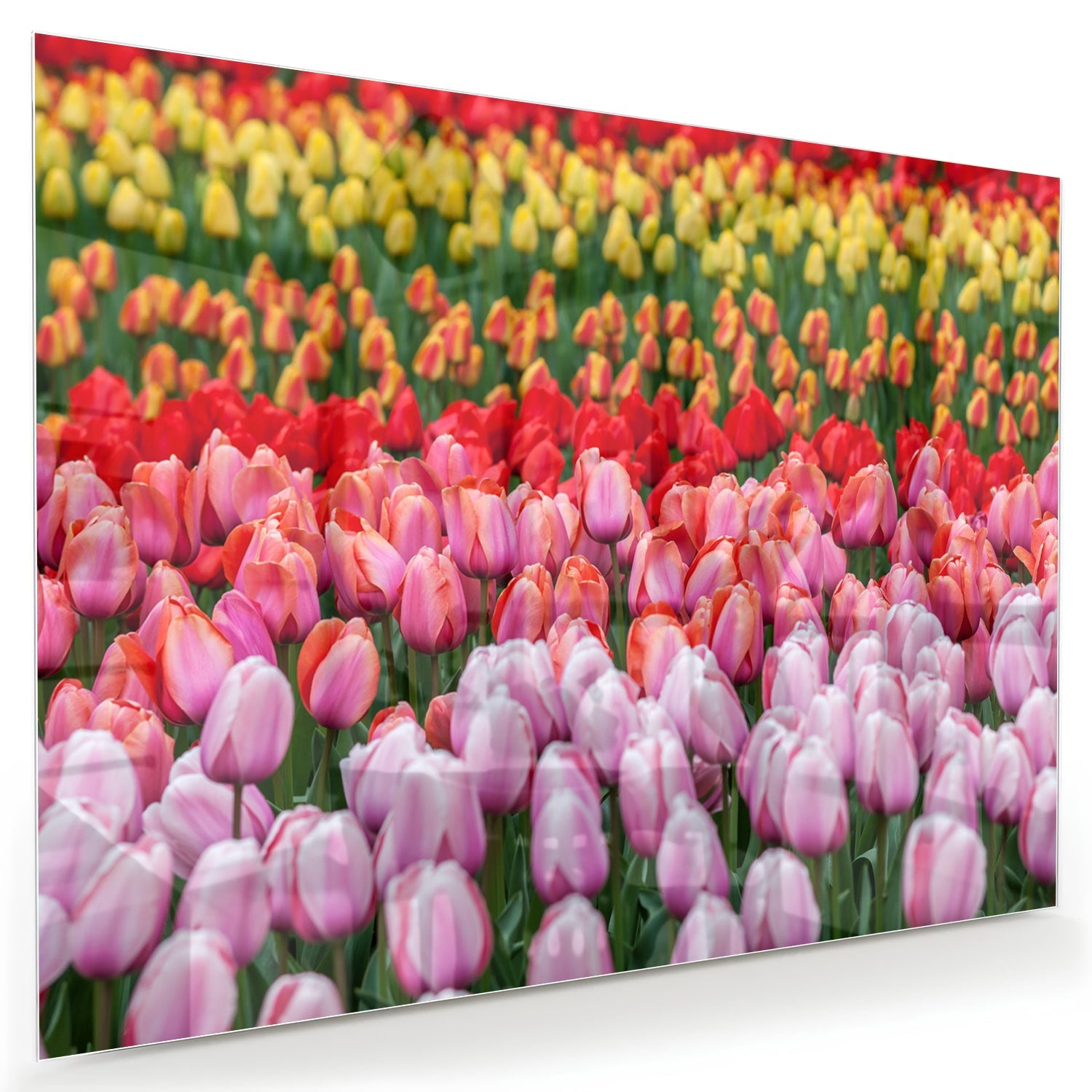 Glazen schilderij van kleurrijke tulpen in een tuin setting.