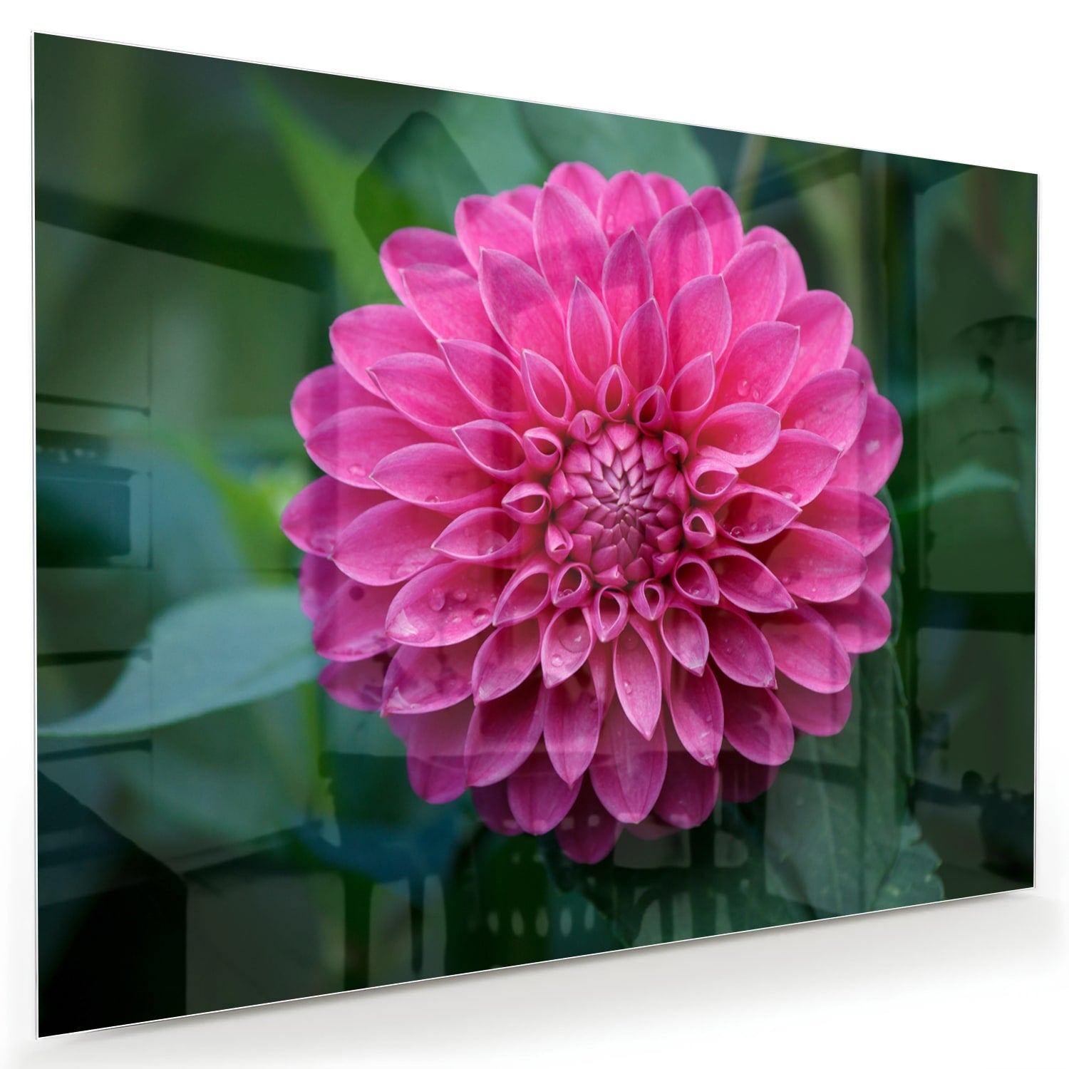 Glazen schilderij met een grote roze bloem, perfect voor wanddecoratie.