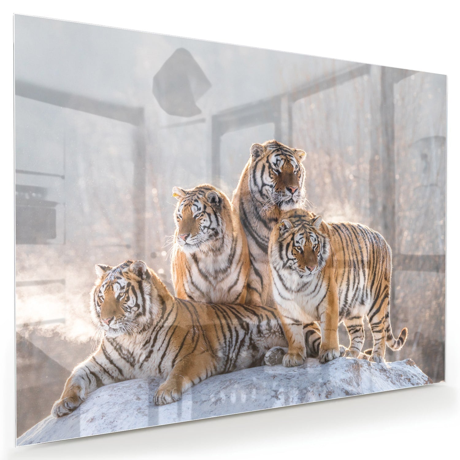 Glazen schilderij met drie tijgers in een moderne woonkamer.