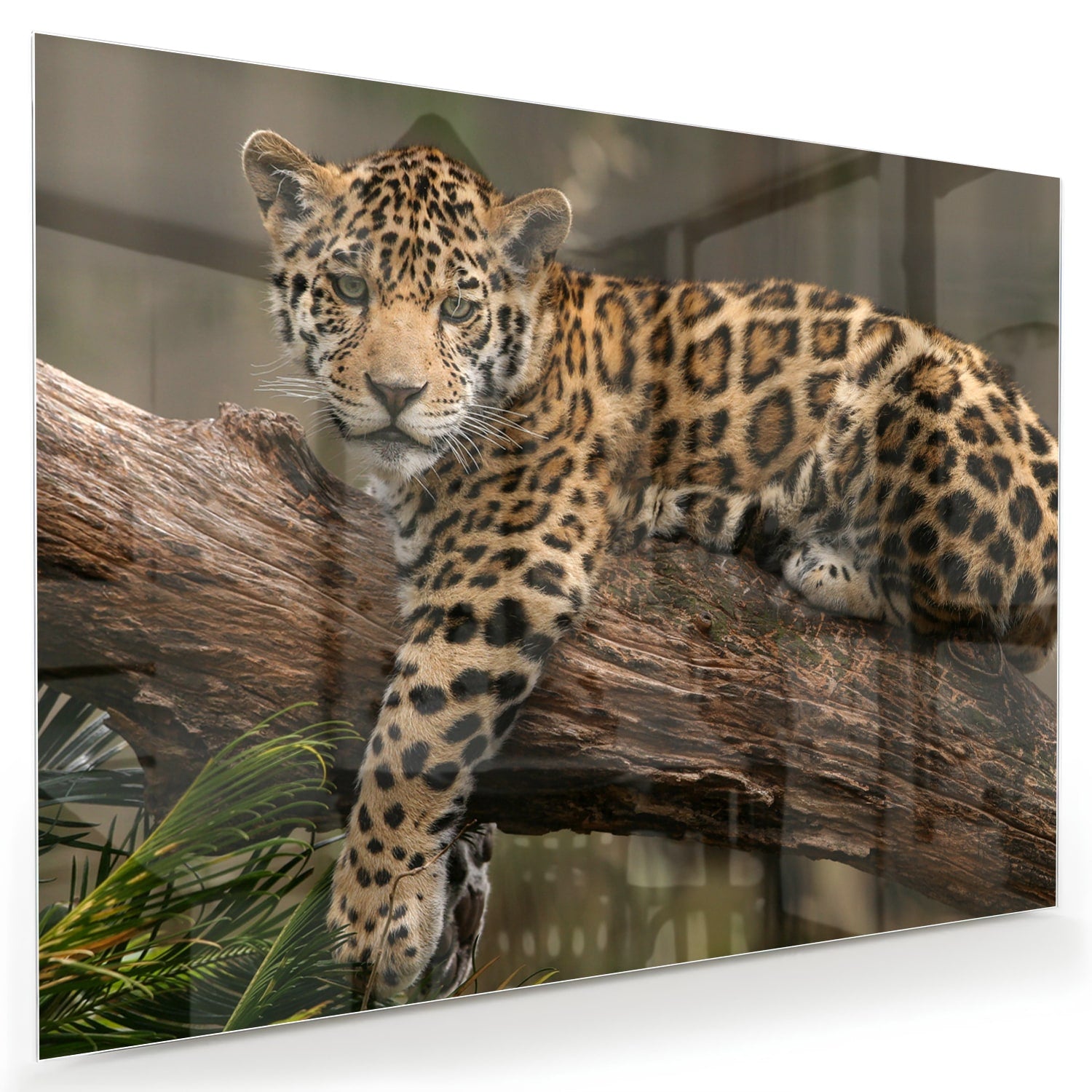 Glas schilderij van een jaguar die op een tak ligt, met een natuurlijke achtergrond.