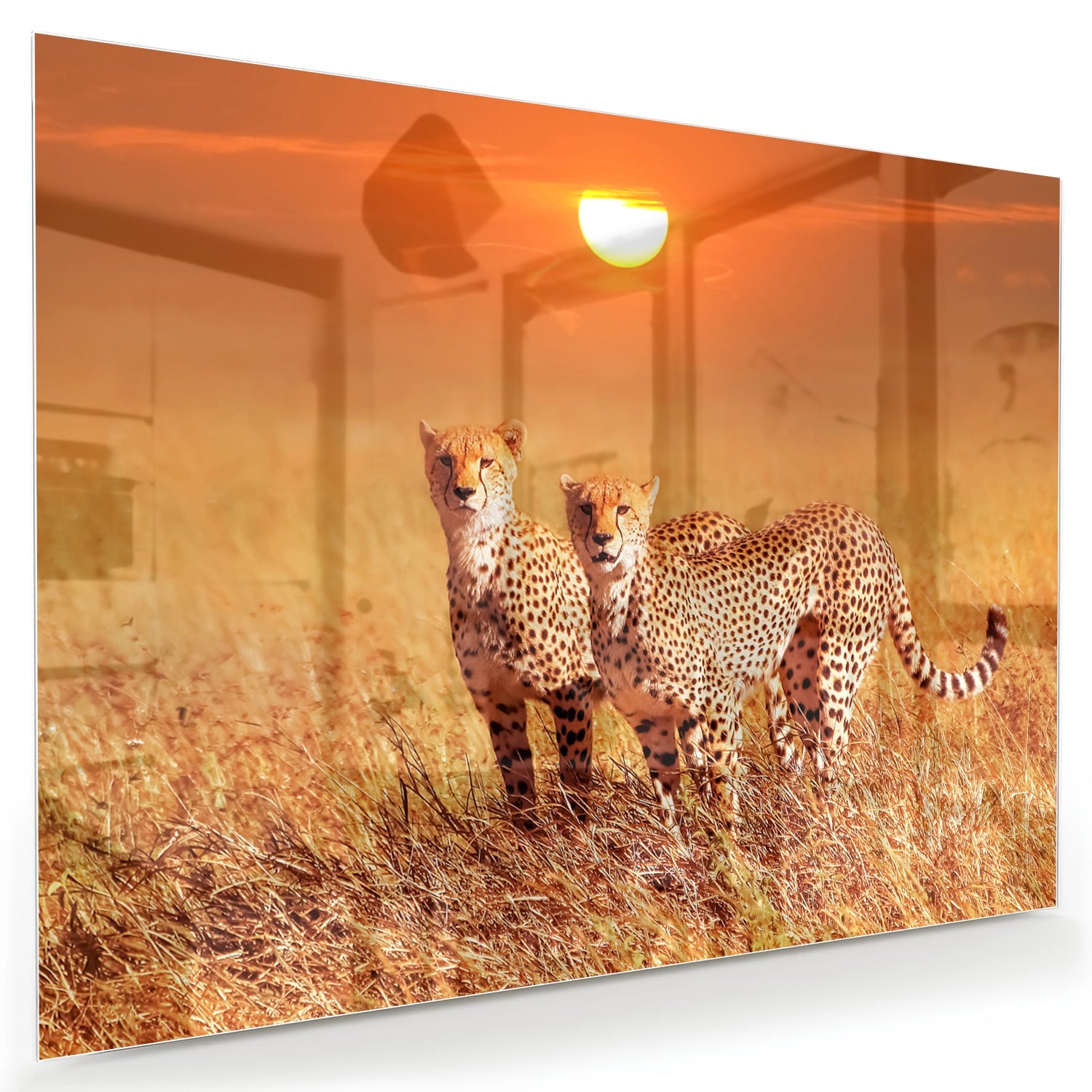 Glazen schilderij van twee cheeta's in een gouden savanne bij zonsondergang.