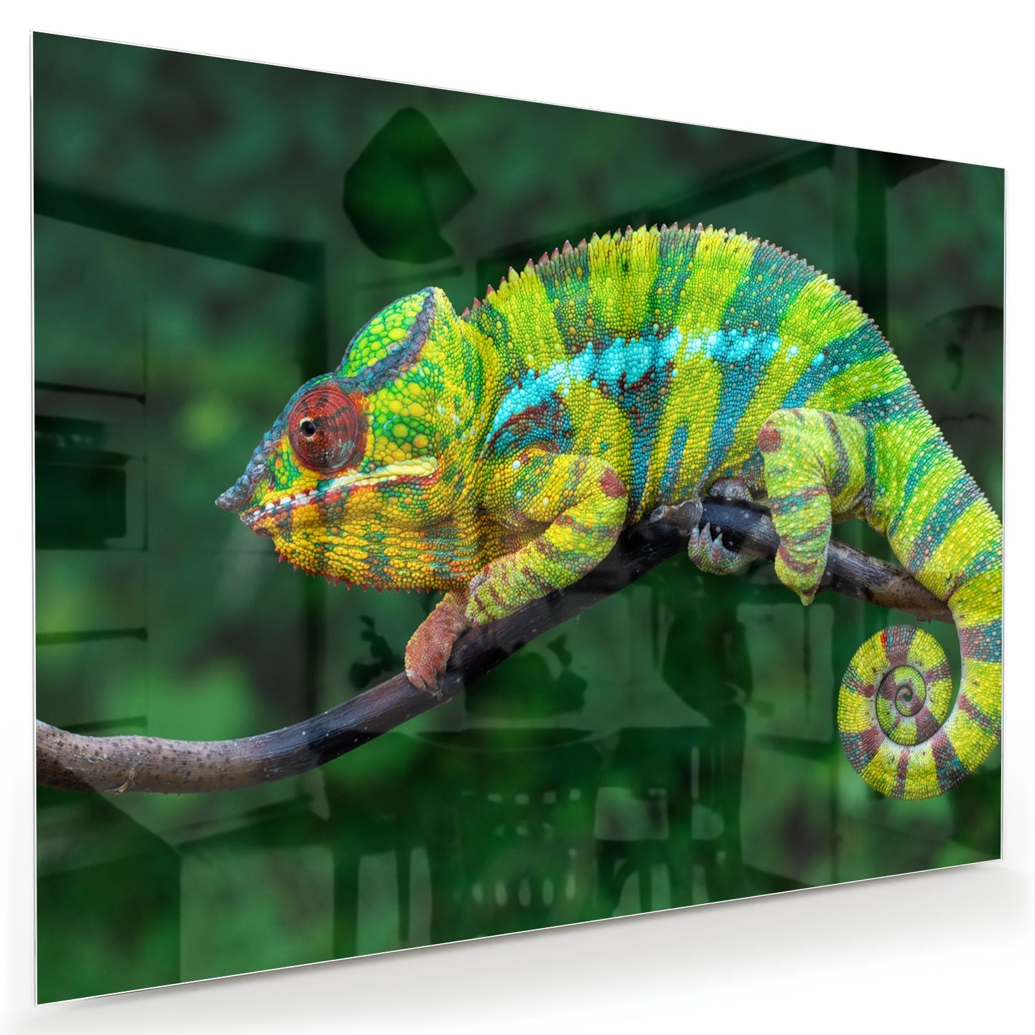 Glas schilderij van een kleurrijke kameleon op een tak met groene achtergrond.