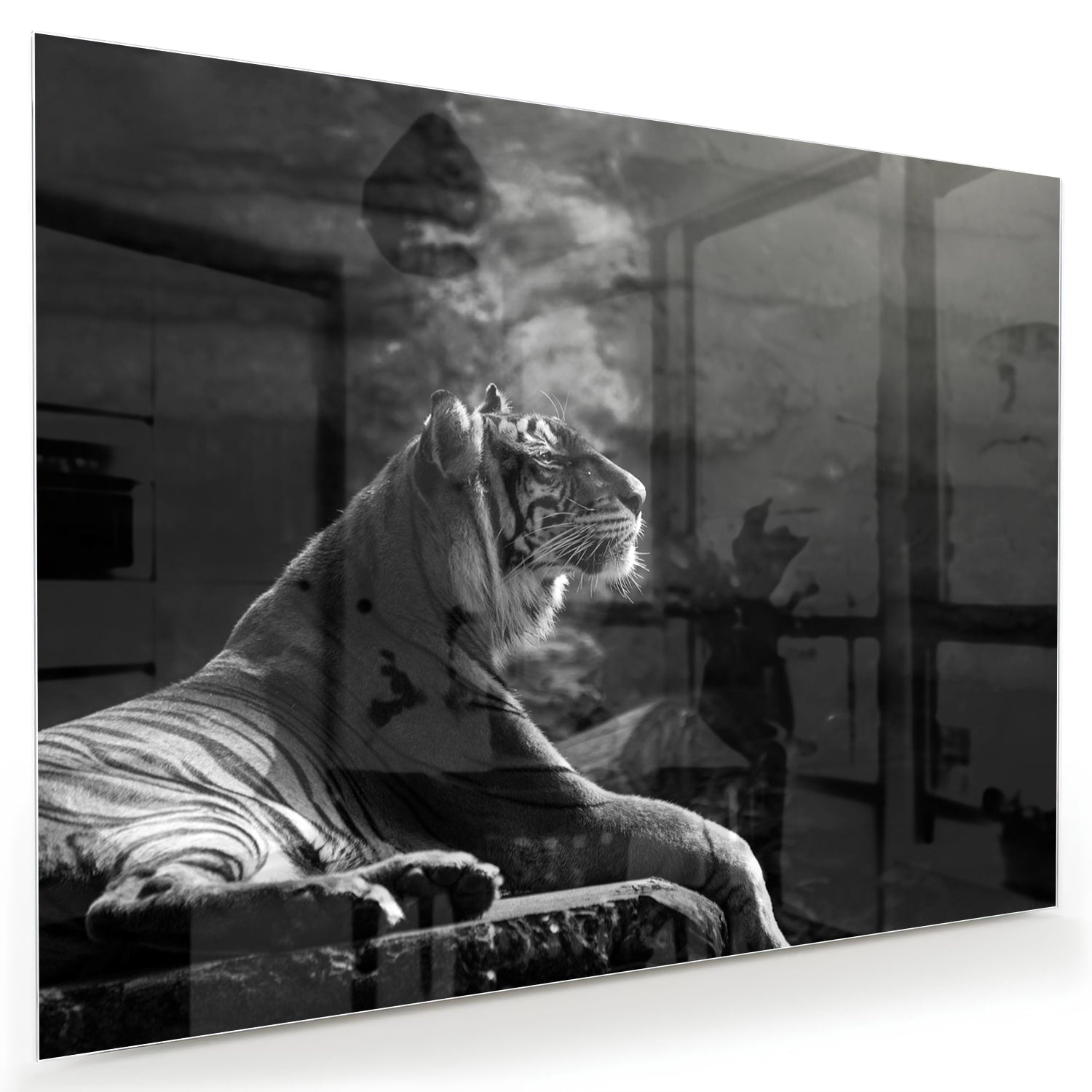 Glazen schilderij van een majestueuze tijger in zwart-wit