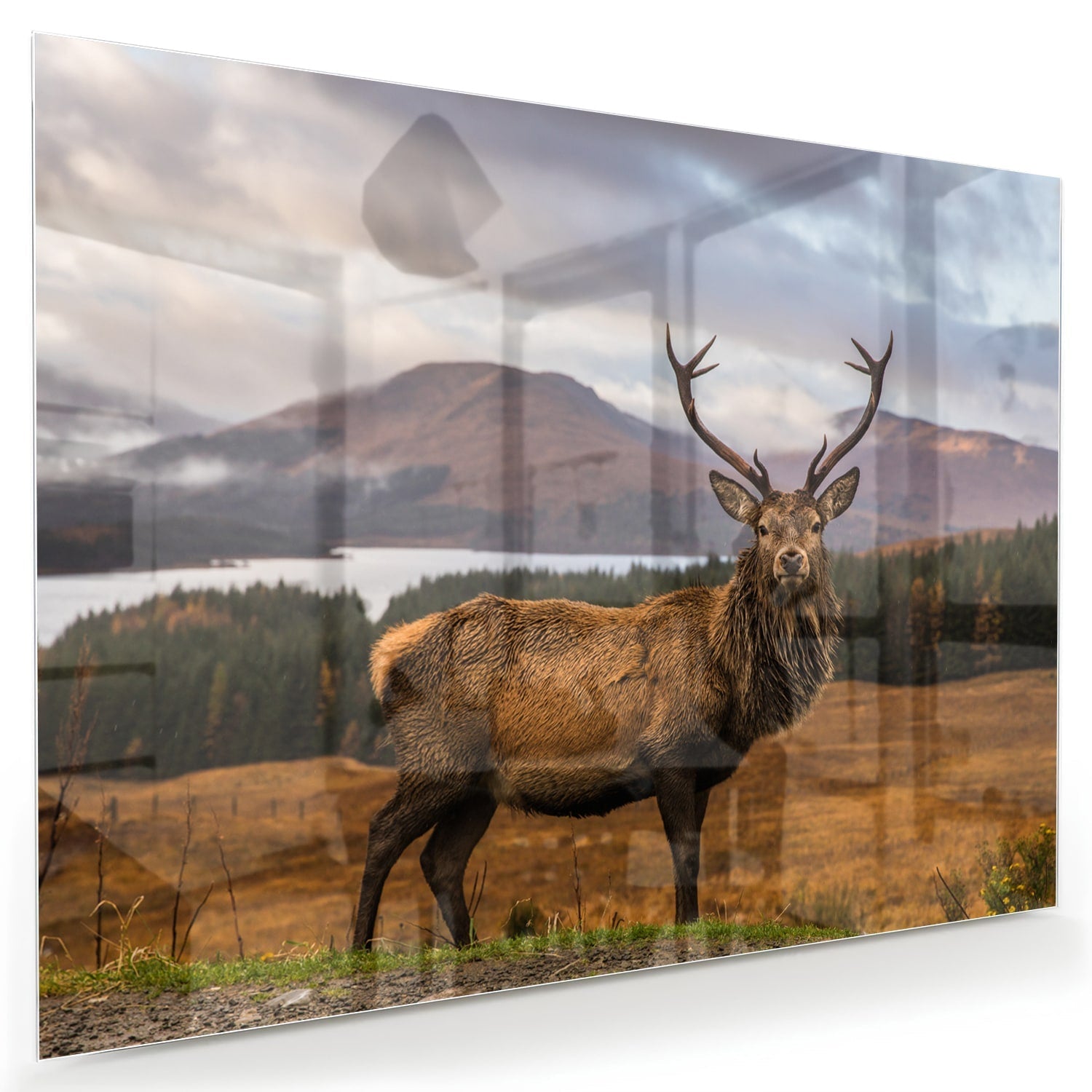 Glazen schilderij van een hert op een natuurlijke achtergrond.