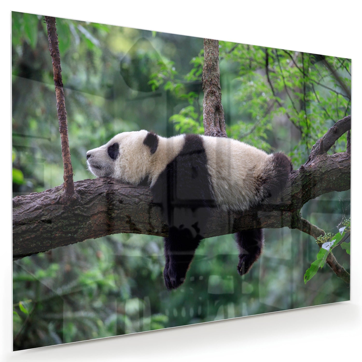 Glazen schilderij van een panda die ontspannen op een tak ligt.