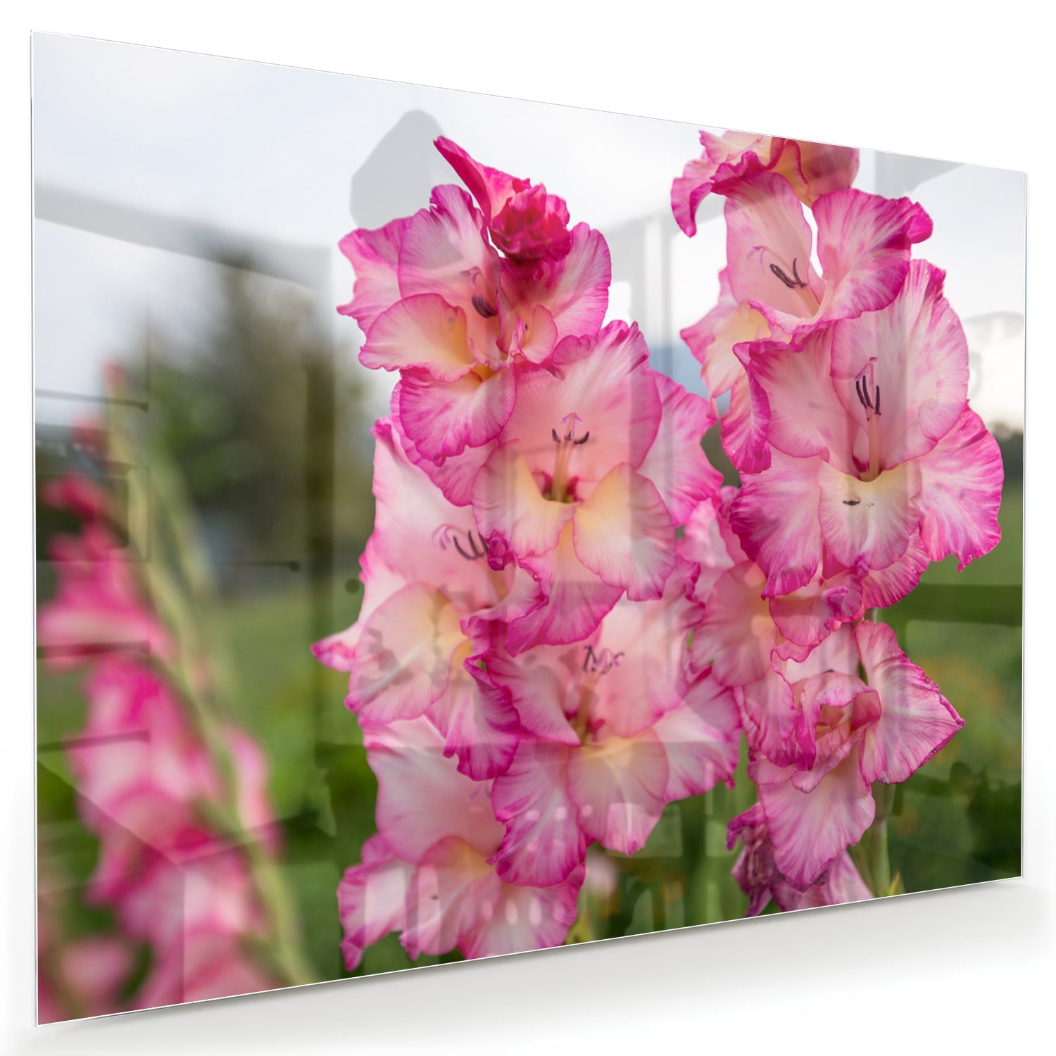Glazen schilderij van roze gladiolen, een elegant decoratief stuk voor de muur.
