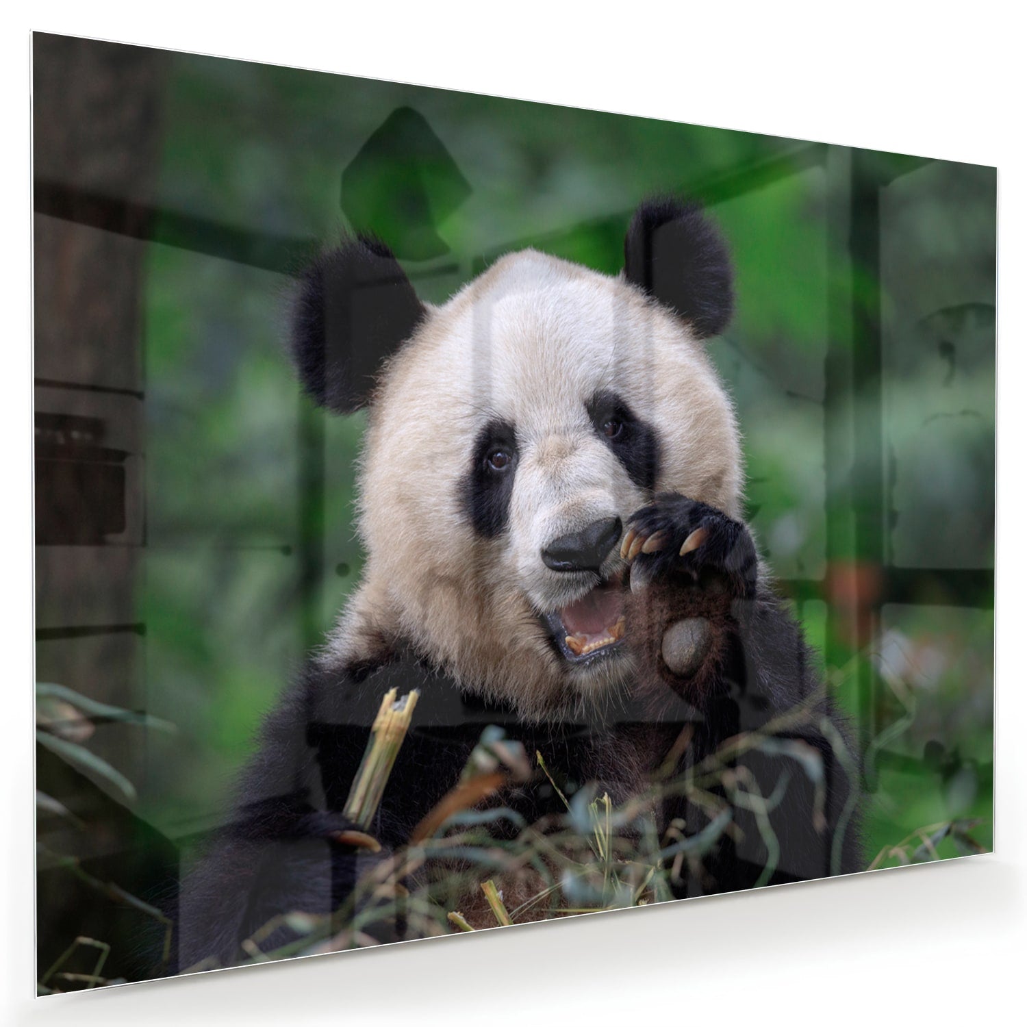 Glazen schilderij met een panda in een groene omgeving, perfect voor mooie interieurdecoratie.